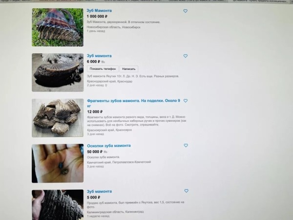 Мужчина нашел зуб мамонта: можно ли продать артефакт в Беларуси? Мужчина нашел зуб мамонта: можно ли продать артефакт в Беларуси?