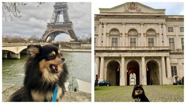 Белоруска путешествует по миру со своим питомцем – сколько это стоит