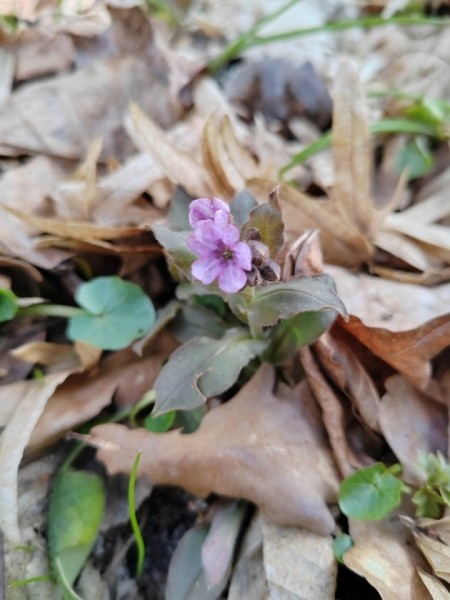 В Беловежской пуще распустились первоцветы В Беловежской пуще распустились первоцветы