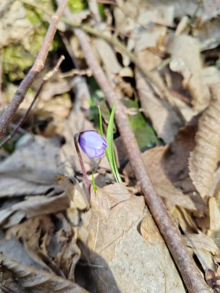 В Беловежской пуще распустились первоцветы В Беловежской пуще распустились первоцветы
