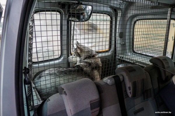 «Жирная тема» или сплошные убытки? Разбираемся, почему в Беларуси почти нет зоотакси «Жирная тема» или сплошные убытки? Разбираемся, почему в Беларуси почти нет зоотакси