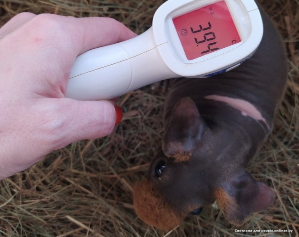 Это что вообще? Белоруска завела муми-троллей и продает их детей Это что вообще? Белоруска завела муми-троллей и продает их детей