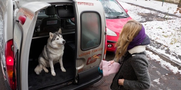 «Жирная тема» или сплошные убытки? Разбираемся, почему в Беларуси почти нет зоотакси «Жирная тема» или сплошные убытки? Разбираемся, почему в Беларуси почти нет зоотакси