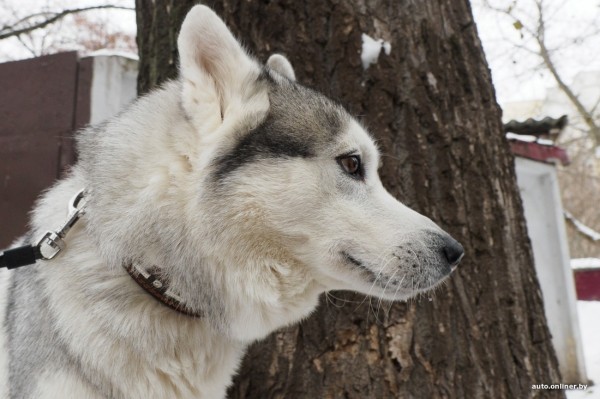 «Жирная тема» или сплошные убытки? Разбираемся, почему в Беларуси почти нет зоотакси «Жирная тема» или сплошные убытки? Разбираемся, почему в Беларуси почти нет зоотакси