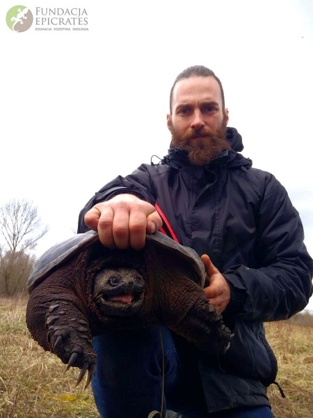 В Польше поймана огромная американская черепаха. Она прожила в природе несколько лет — значит, сможет и у нас В Польше поймана огромная американская черепаха. Она прожила в природе несколько лет — значит, сможет и у нас