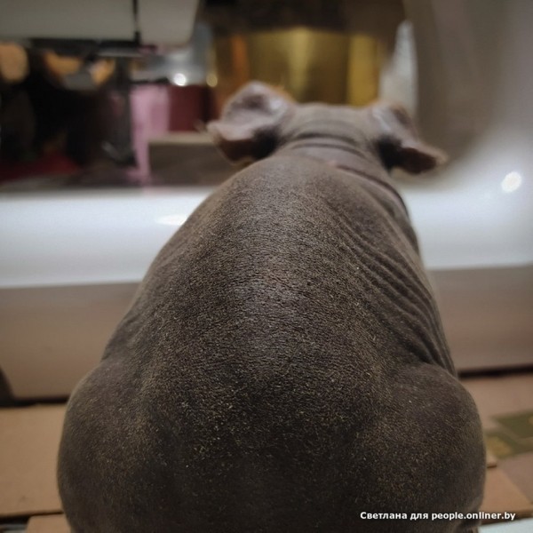 Это что вообще? Белоруска завела муми-троллей и продает их детей Это что вообще? Белоруска завела муми-троллей и продает их детей