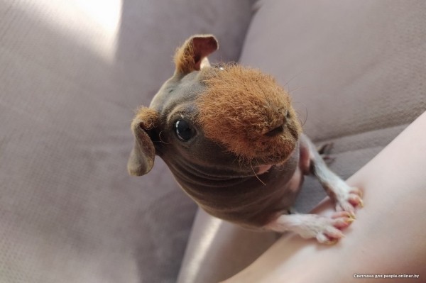 Это что вообще? Белоруска завела муми-троллей и продает их детей Это что вообще? Белоруска завела муми-троллей и продает их детей