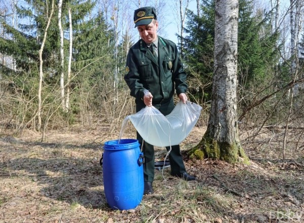 Лесхозы Брестской области заготовили свыше трех тысяч тонн березового сока Лесхозы Брестской области заготовили свыше трех тысяч тонн березового сока
