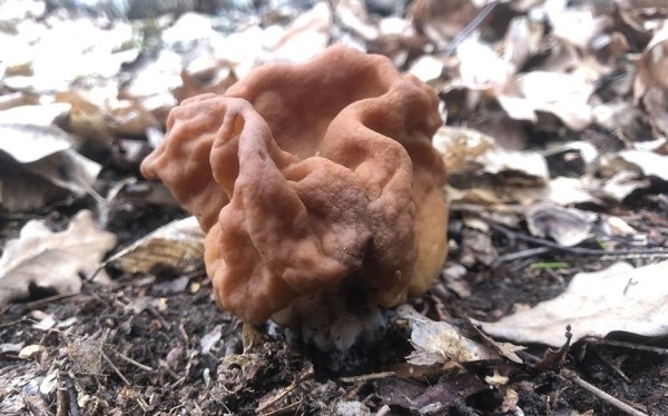 Как вам такое? Посмотрите, какой чудо-гриб нашли в Брестской области Как вам такое? Посмотрите, какой чудо-гриб нашли в Брестской области