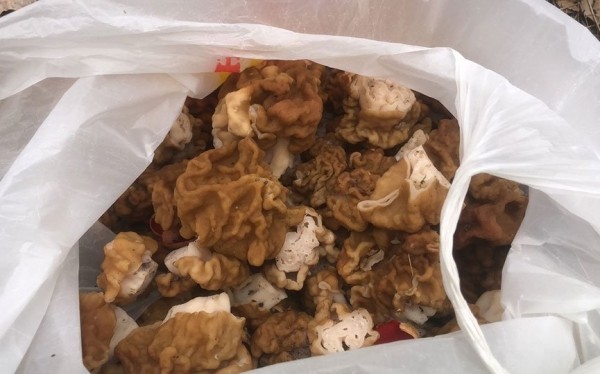 Как вам такое? Посмотрите, какой чудо-гриб нашли в Брестской области Как вам такое? Посмотрите, какой чудо-гриб нашли в Брестской области