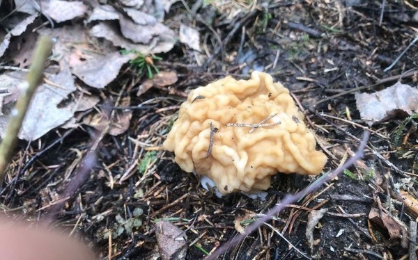 Как вам такое? Посмотрите, какой чудо-гриб нашли в Брестской области Как вам такое? Посмотрите, какой чудо-гриб нашли в Брестской области