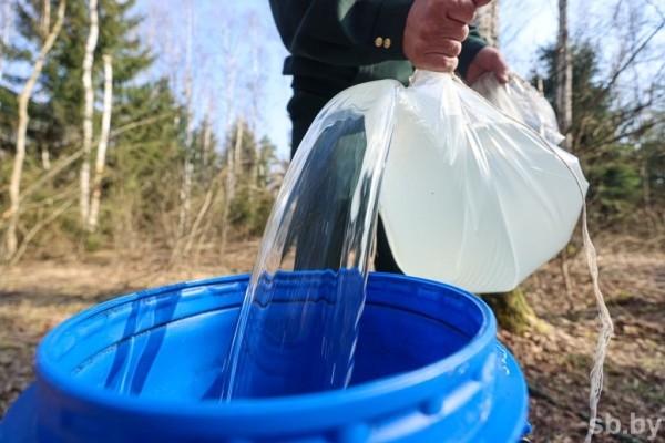 Лесхозы Брестской области заготовили свыше трех тысяч тонн березового сока Лесхозы Брестской области заготовили свыше трех тысяч тонн березового сока