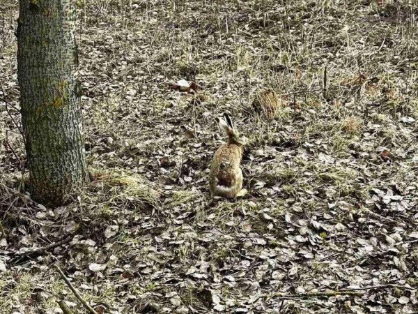 «40 минут за ним гонялся». Белорус отбил от ворон раненого зайца и «уговорил» поехать на лечение «40 минут за ним гонялся». Белорус отбил от ворон раненого зайца и «уговорил» поехать на лечение