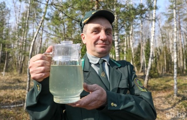 Лесхозы Брестской области заготовили свыше трех тысяч тонн березового сока Лесхозы Брестской области заготовили свыше трех тысяч тонн березового сока