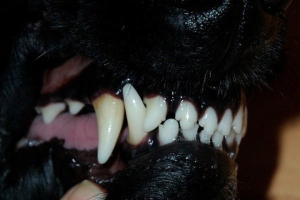 Какая ответственность за выгул собак без намордника? Отвечает участковый Какая ответственность за выгул собак без намордника? Отвечает участковый