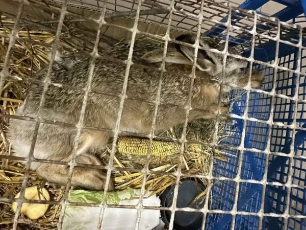 «40 минут за ним гонялся». Белорус отбил от ворон раненого зайца и «уговорил» поехать на лечение «40 минут за ним гонялся». Белорус отбил от ворон раненого зайца и «уговорил» поехать на лечение