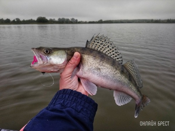 В Беларуси с 15 апреля действует запрет на лов судака. Штраф не маленький В Беларуси с 15 апреля действует запрет на лов судака. Штраф не маленький