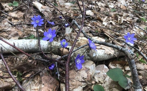Как вам такое? Посмотрите, какой чудо-гриб нашли в Брестской области Как вам такое? Посмотрите, какой чудо-гриб нашли в Брестской области