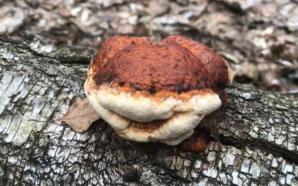 Как вам такое? Посмотрите, какой чудо-гриб нашли в Брестской области Как вам такое? Посмотрите, какой чудо-гриб нашли в Брестской области