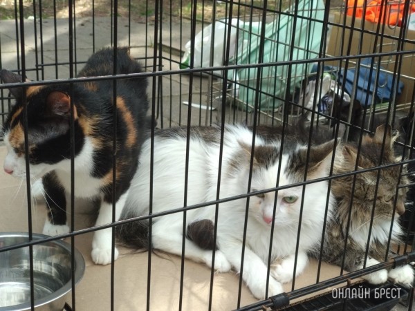 Какое наказание может повлечь жестокое обращение с животными Какое наказание может повлечь жестокое обращение с животными