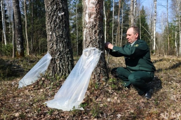 Лесхозы Брестской области заготовили свыше трех тысяч тонн березового сока Лесхозы Брестской области заготовили свыше трех тысяч тонн березового сока
