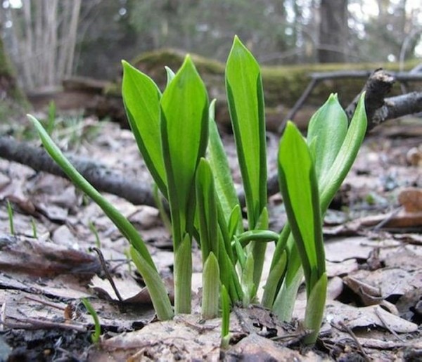 За сбор черемши грозит приличный штраф. Что важно знать За сбор черемши грозит приличный штраф. Что важно знать