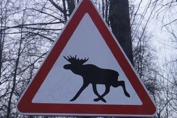 ДТП с дикими животными: забрать нельзя оставить ДТП с дикими животными: забрать нельзя оставить