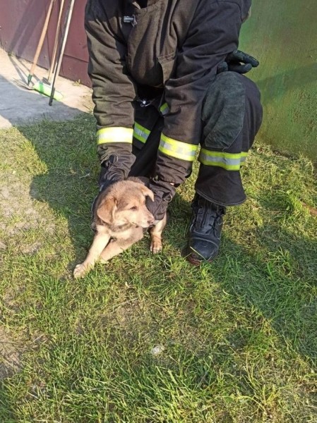 Брестские спасатели помогли четвероногому «заложнику» Брестские спасатели помогли четвероногому «заложнику»