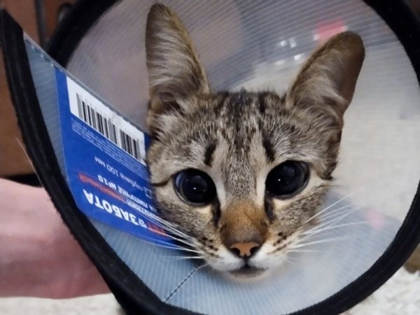 В Гомеле дворовая кошка угодила в капкан и потеряла лапу В Гомеле дворовая кошка угодила в капкан и потеряла лапу