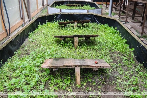 Устроить гонки и попробовать деликатесы предлагают туристам на улиточной ферме в Брестском районе Устроить гонки и попробовать деликатесы предлагают туристам на улиточной ферме в Брестском районе