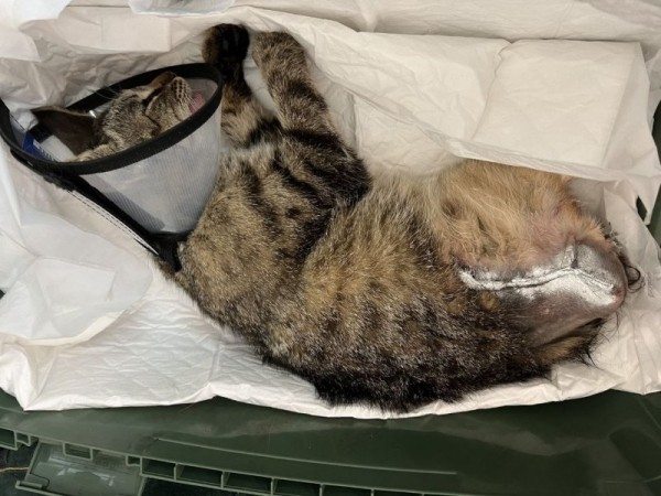 В Гомеле дворовая кошка угодила в капкан и потеряла лапу В Гомеле дворовая кошка угодила в капкан и потеряла лапу