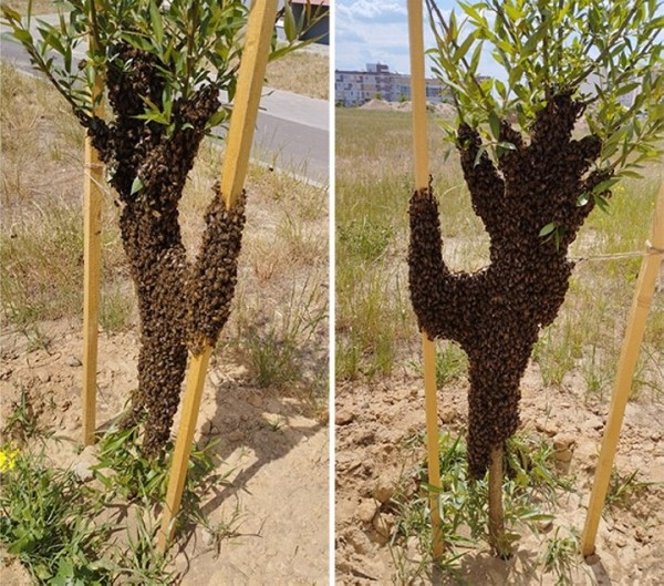 Рой пчел оккупировал иву в Барановичах. Фотофакт Рой пчел оккупировал иву в Барановичах. Фотофакт