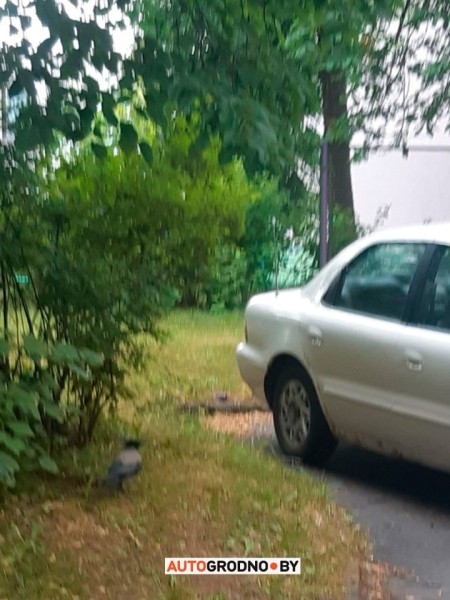 Вороны бьют стекла в автомобилях в Гродно Вороны бьют стекла в автомобилях в Гродно