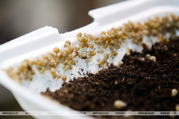 Устроить гонки и попробовать деликатесы предлагают туристам на улиточной ферме в Брестском районе Устроить гонки и попробовать деликатесы предлагают туристам на улиточной ферме в Брестском районе