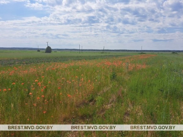 В Бресте уничтожили 150 килограммов дикорастущего мака