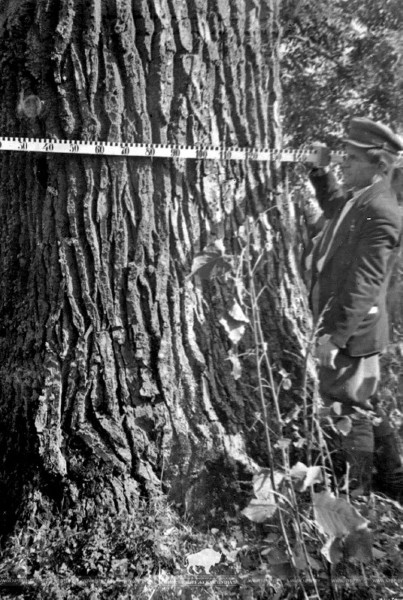 В Беловежской пуще измерили дуб-великан В Беловежской пуще измерили дуб-великан