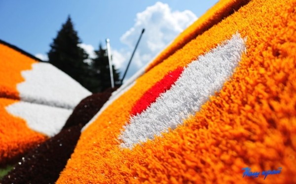 Гигантские бабочки появились в Барановичах