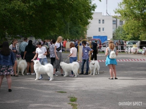 Почему ваша собака наклоняет голову, когда вы с ней разговариваете Почему ваша собака наклоняет голову, когда вы с ней разговариваете