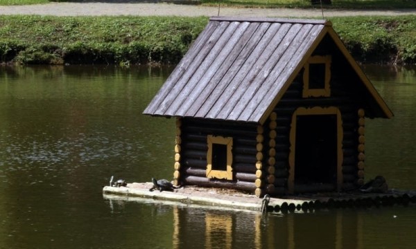 А вы видели в озере Брестского парка культуры и отдыха черепах? Оказывается, они там есть А вы видели в озере Брестского парка культуры и отдыха черепах? Оказывается, они там есть