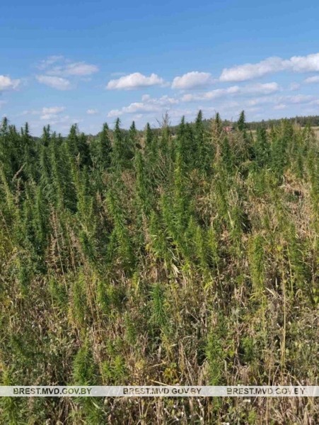 В Кобринском районе уничтожена плантация дикорастущей конопли В Кобринском районе уничтожена плантация дикорастущей конопли