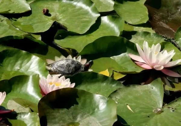 А вы видели в озере Брестского парка культуры и отдыха черепах? Оказывается, они там есть А вы видели в озере Брестского парка культуры и отдыха черепах? Оказывается, они там есть