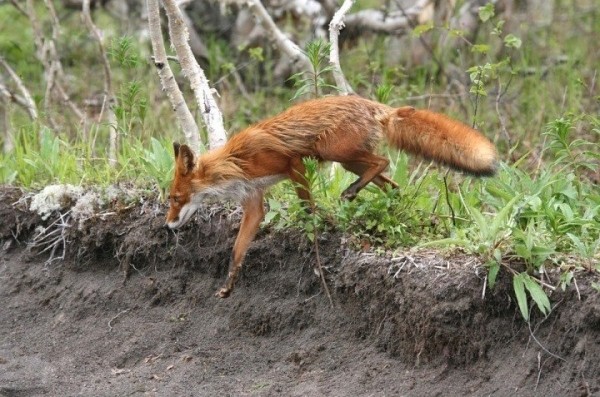 Вакцину от бешенства разбросают с самолетов в четырех областях Беларуси Вакцину от бешенства разбросают с самолетов в четырех областях Беларуси