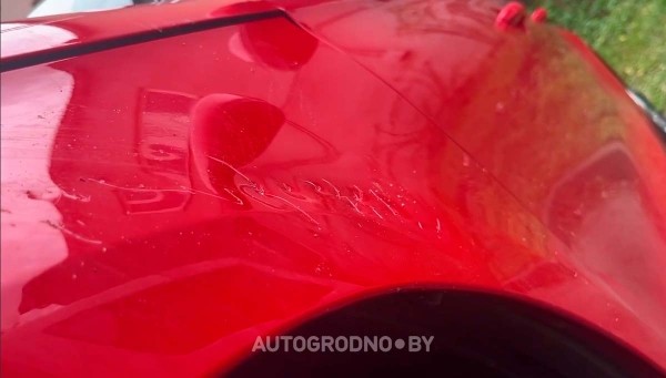 Собаки погрызли автомобиль девушки из Гродно Собаки погрызли автомобиль девушки из Гродно