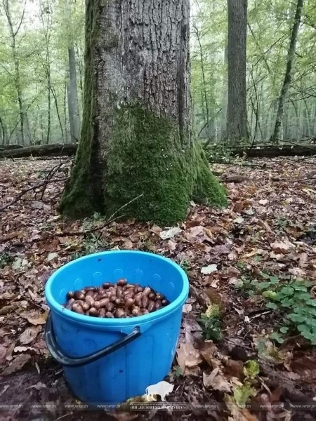 В Беловежской пуще прошел сбор желудей скального дуба