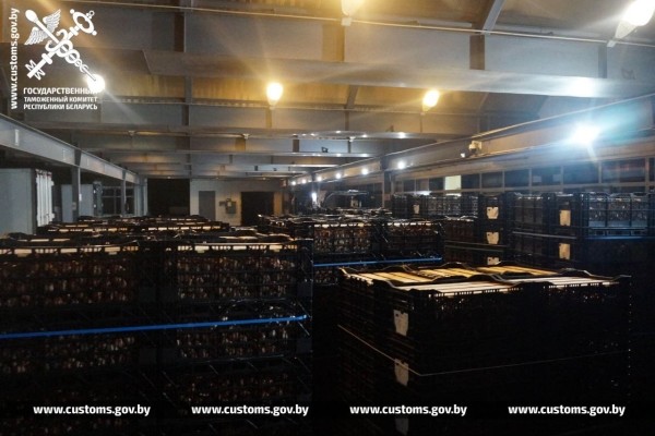 Брестские таможенники установили два факта незаконного ввоза в Беларусь луковиц тюльпанов