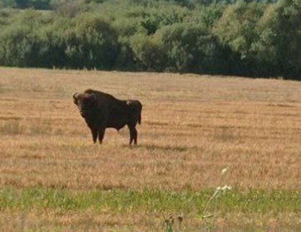 Вольно гуляющего зубра заметили в Ивановском районе Вольно гуляющего зубра заметили в Ивановском районе