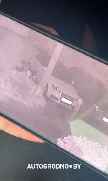 Собаки погрызли автомобиль девушки из Гродно Собаки погрызли автомобиль девушки из Гродно