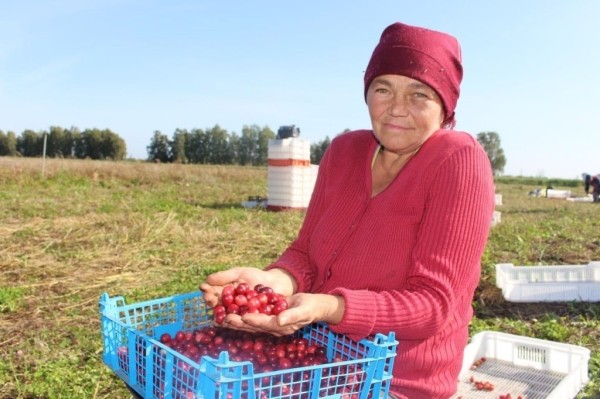 Смотрите, как на Брестчине собирают клюкву Смотрите, как на Брестчине собирают клюкву