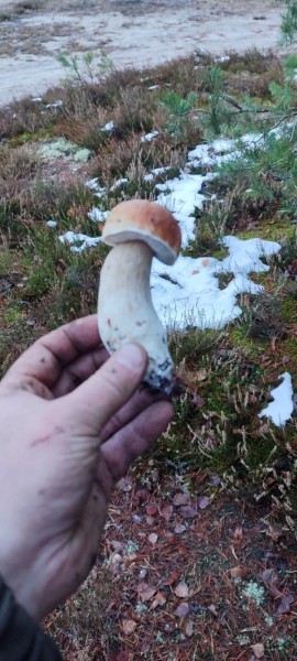 За окном снег, а белорусы еще умудряются собирать ведрами грибы и хвастаться трофеями За окном снег, а белорусы еще умудряются собирать ведрами грибы и хвастаться трофеями