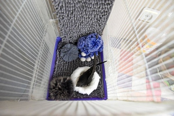 Подарок с неба. Как гомельчанка спасла и выходила птенца стрижа Подарок с неба. Как гомельчанка спасла и выходила птенца стрижа